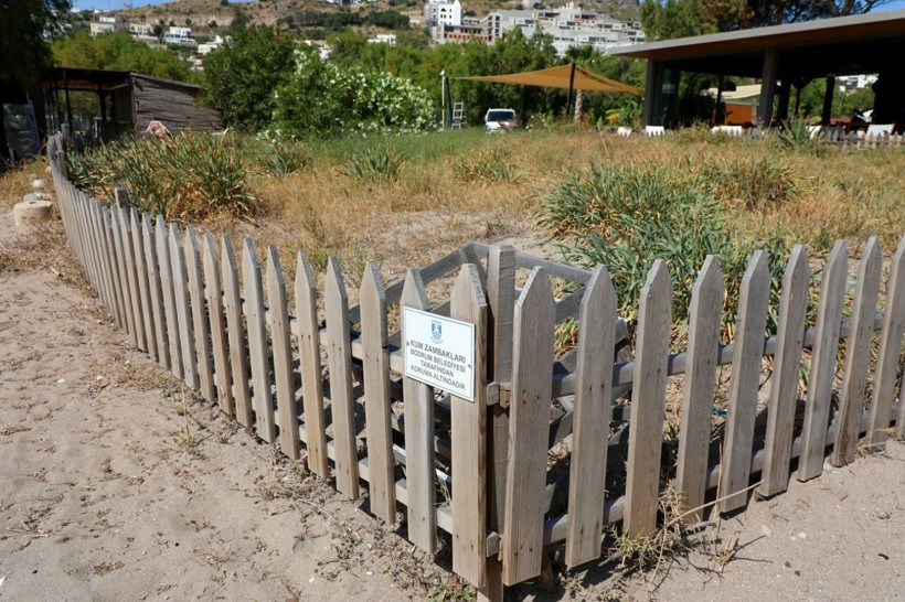 Koparmaya kalkmayın! Kum zambaklarına dokunmanın cezası servet değerinde - Resim: 3