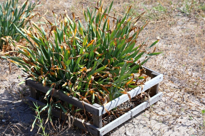 Koparmaya kalkmayın! Kum zambaklarına dokunmanın cezası servet değerinde - Resim: 4