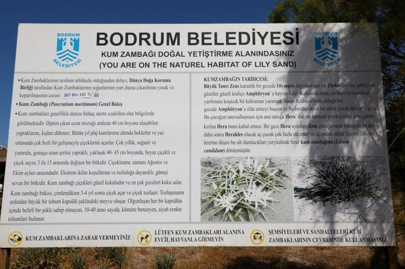 Koparmaya kalkmayın! Kum zambaklarına dokunmanın cezası servet değerinde - Resim: 6