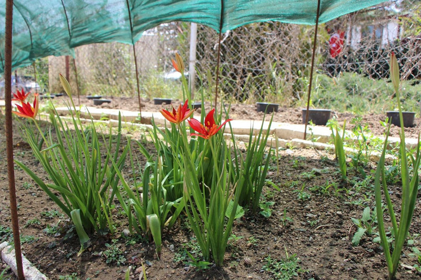 Yılda sadece 2 hafta açıyor: Yitik Türk lalesi anayurdunda çiçeklendi - Resim: 2