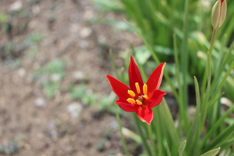 Yılda sadece 2 hafta açıyor: Yitik Türk lalesi anayurdunda çiçeklendi - Resim: 3