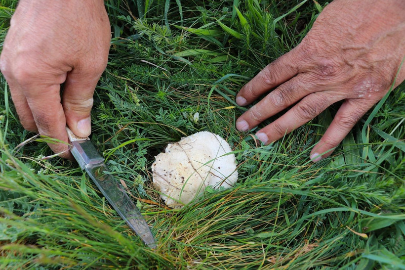Doğadan bedava protein! Tek tek toplayıp sofralara taşıyorlar - Resim: 4