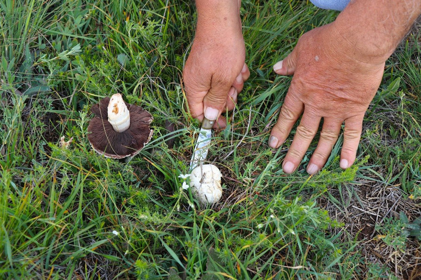 Doğadan bedava protein! Tek tek toplayıp sofralara taşıyorlar - Resim: 1