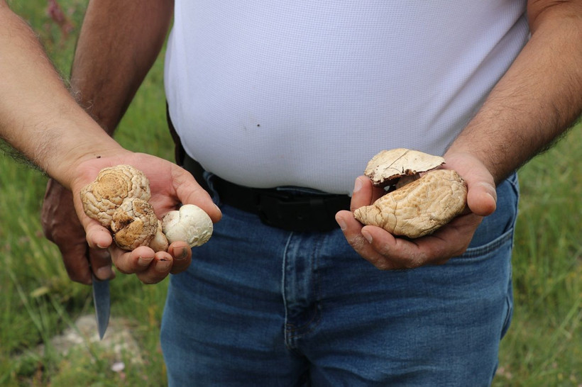 Doğadan bedava protein! Tek tek toplayıp sofralara taşıyorlar - Resim: 6