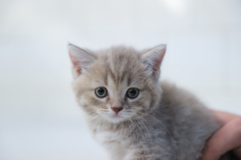 Kedilerin gizemli davranışı çözüldü! Masaların üzerindeki eşyaları neden düşürüyorlar? - Resim: 2