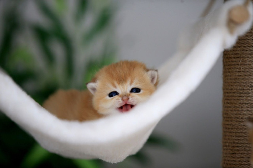 Kedilerin gizemli davranışı çözüldü! Masaların üzerindeki eşyaları neden düşürüyorlar? - Resim: 6