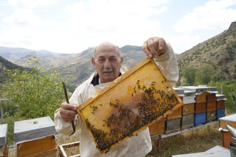 Anzer balına rakip! Kilosu 2 bin liraya kadar çıkıyor - Resim: 3