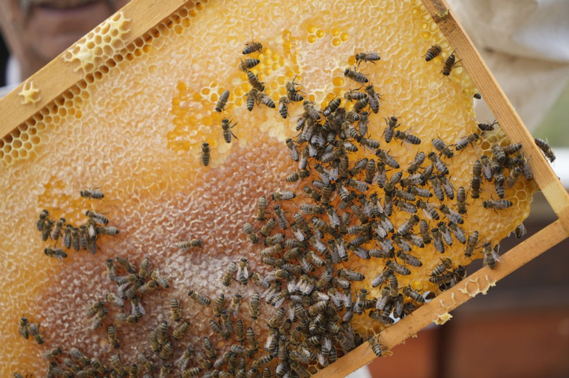 Anzer balına rakip! Kilosu 2 bin liraya kadar çıkıyor - Resim: 4