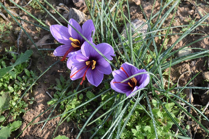 Safran Malatya'da kayısıya rakip olacak - Resim: 10