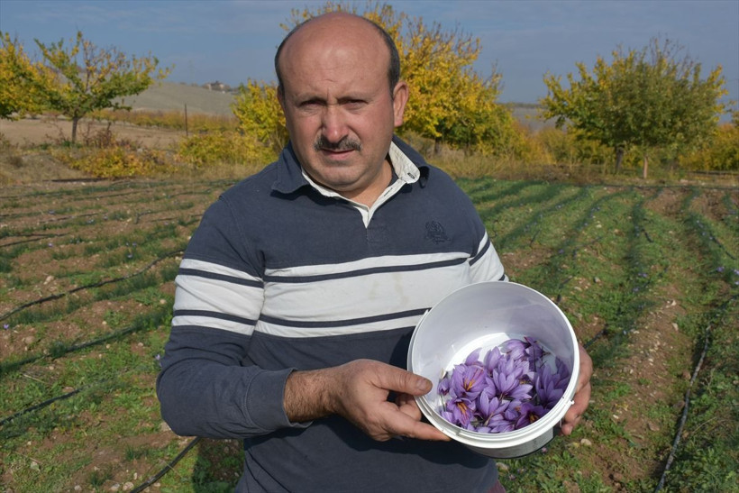 Safran Malatya'da kayısıya rakip olacak - Resim: 11