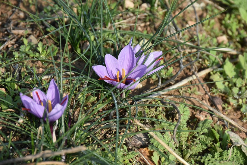 Safran Malatya'da kayısıya rakip olacak - Resim: 12