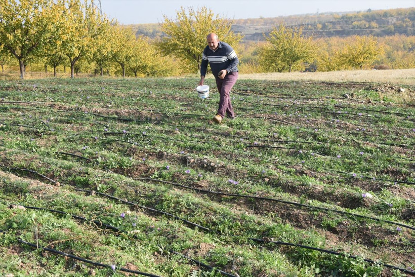 Safran Malatya'da kayısıya rakip olacak - Resim: 13