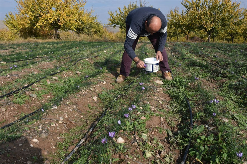 Safran Malatya'da kayısıya rakip olacak - Resim: 1