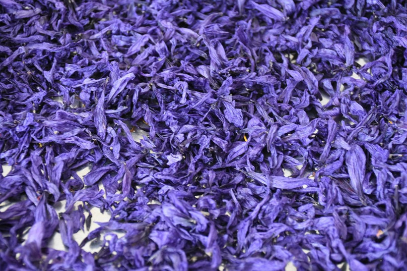 Safran Malatya'da kayısıya rakip olacak - Resim: 4