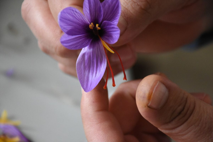 Safran Malatya'da kayısıya rakip olacak - Resim: 5