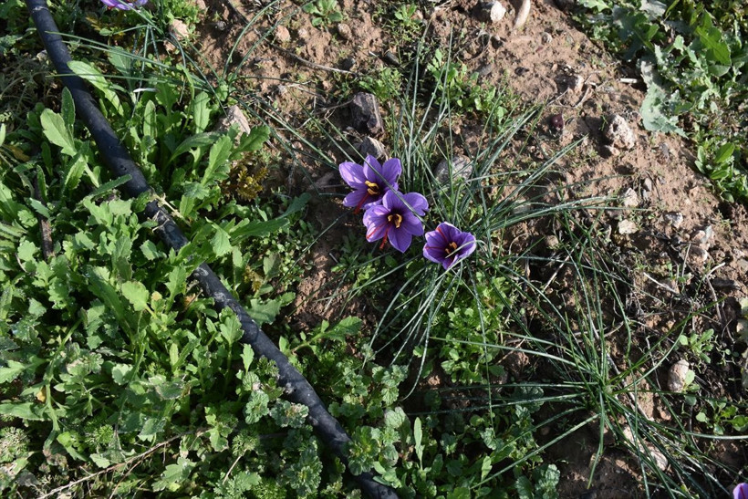 Safran Malatya'da kayısıya rakip olacak - Resim: 6