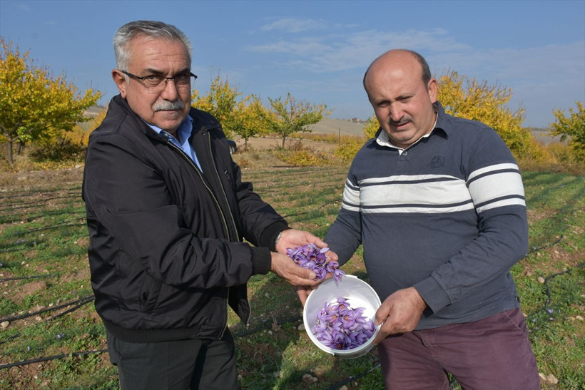 Safran Malatya'da kayısıya rakip olacak - Resim: 2