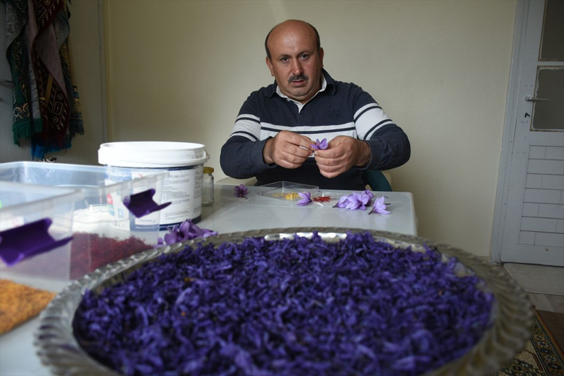 Safran Malatya'da kayısıya rakip olacak - Resim: 7