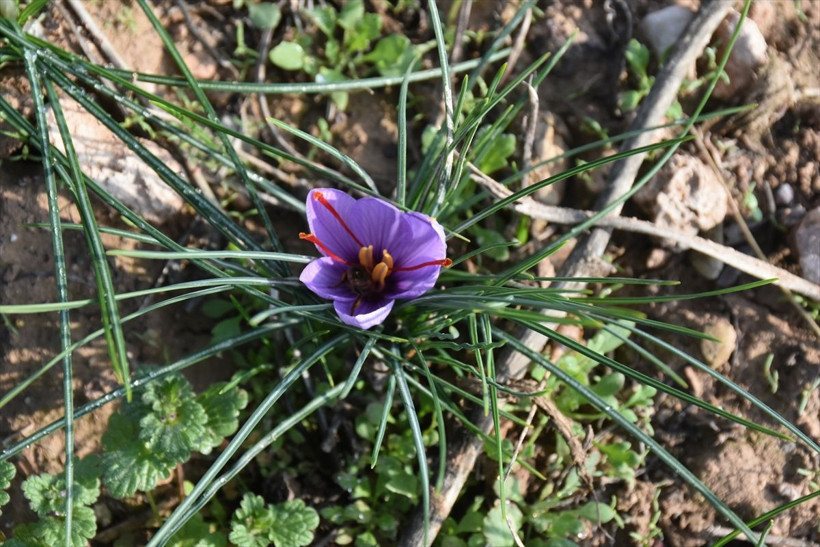 Safran Malatya'da kayısıya rakip olacak - Resim: 8
