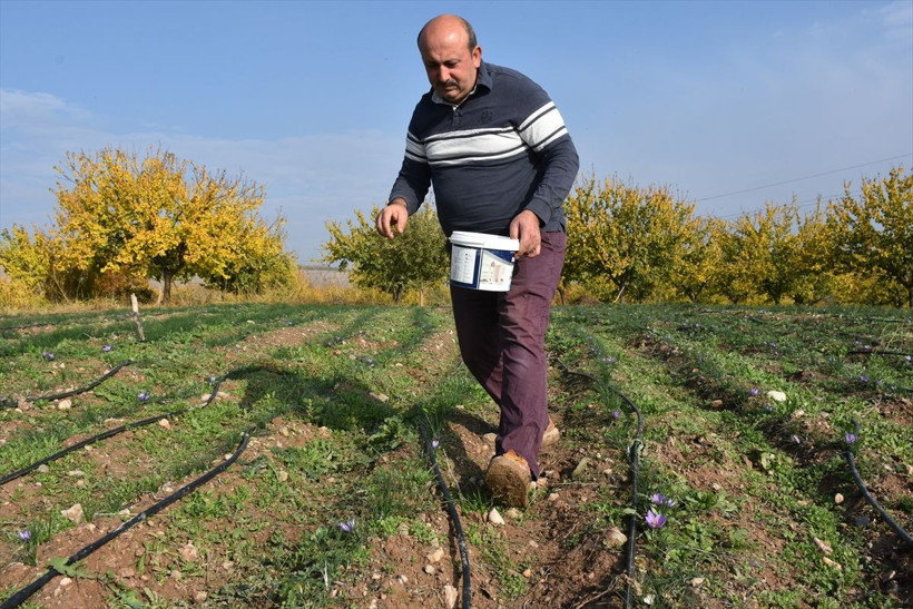 Safran Malatya'da kayısıya rakip olacak - Resim: 9