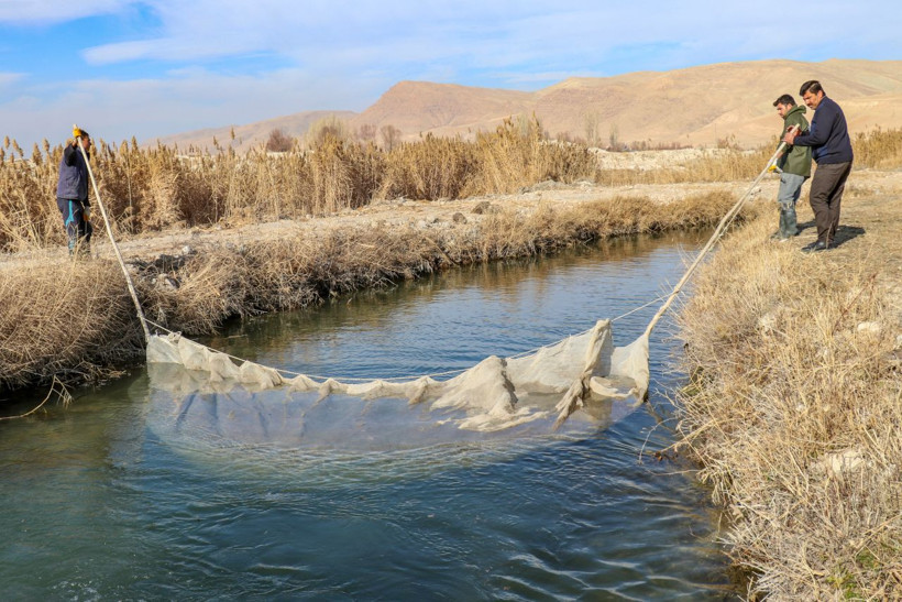 Van'da alabalık sağımı yapıldı! İşte o görüntüler... - Resim: 5