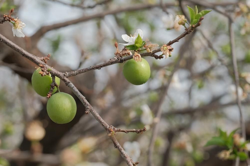 Erik hasadı başladı: Kilogram fiyatı cep yakıyor - Resim: 1