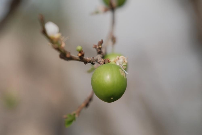 Erik hasadı başladı: Kilogram fiyatı cep yakıyor - Resim: 2