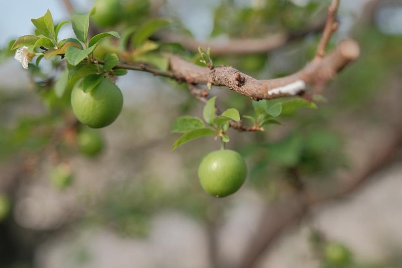 Erik hasadı başladı: Kilogram fiyatı cep yakıyor - Resim: 3