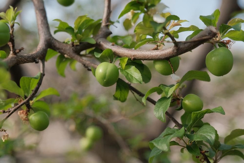 Erik hasadı başladı: Kilogram fiyatı cep yakıyor - Resim: 4