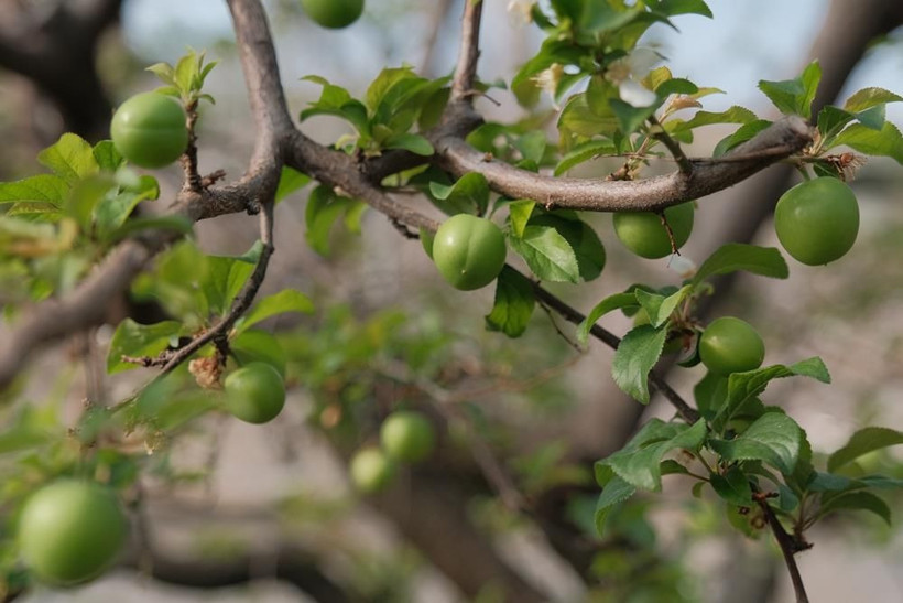 Erik hasadı başladı: Kilogram fiyatı cep yakıyor - Resim: 5