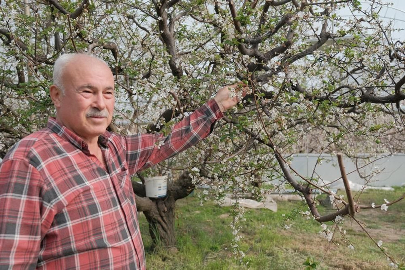 Erik hasadı başladı: Kilogram fiyatı cep yakıyor - Resim: 7