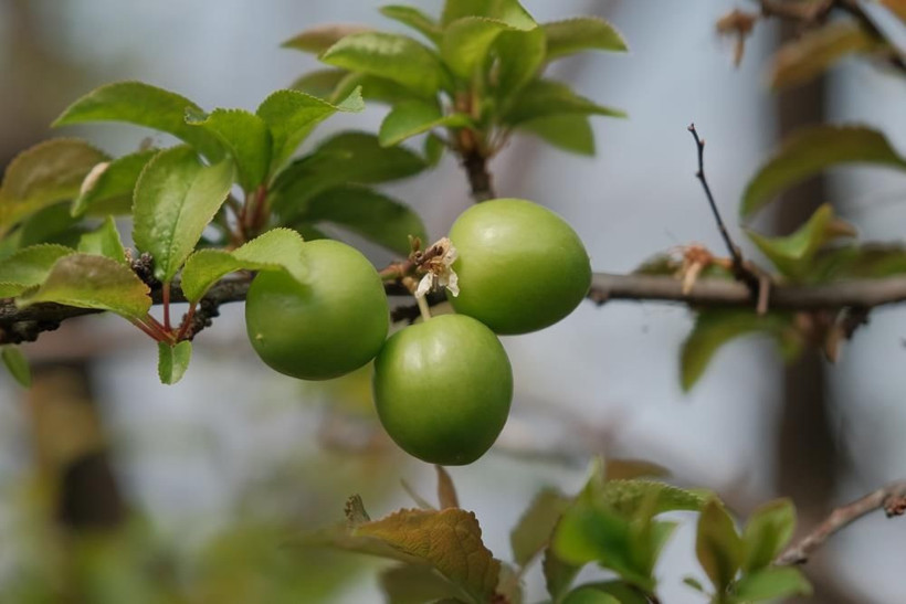 Erik hasadı başladı: Kilogram fiyatı cep yakıyor - Resim: 8