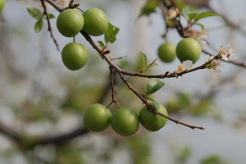 Erik hasadı başladı: Kilogram fiyatı cep yakıyor - Resim: 9