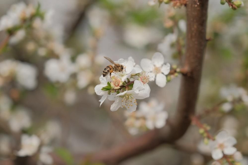 Erik hasadı başladı: Kilogram fiyatı cep yakıyor - Resim: 10
