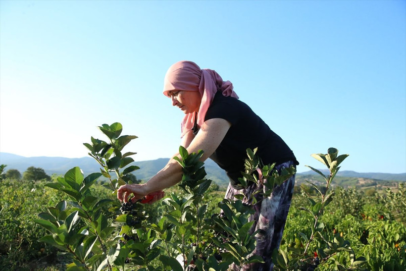 Kadın muhtar "süper meyve"yi köyüne kazandırdı - Resim: 1