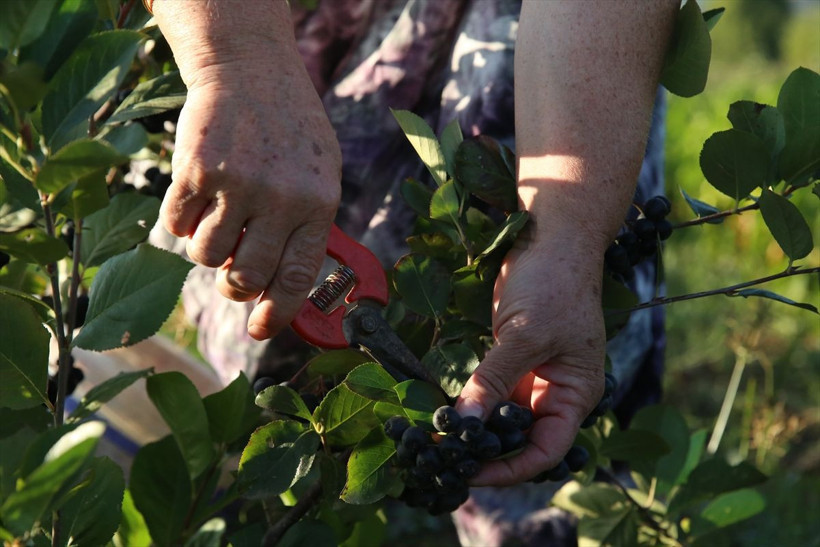 Kadın muhtar "süper meyve"yi köyüne kazandırdı - Resim: 2