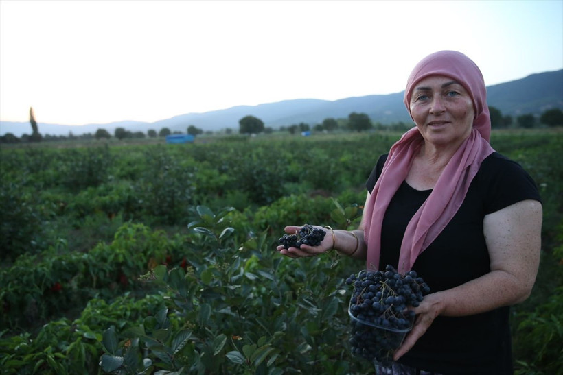 Kadın muhtar "süper meyve"yi köyüne kazandırdı - Resim: 4