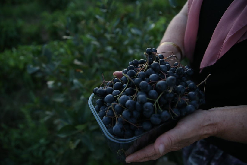 Kadın muhtar "süper meyve"yi köyüne kazandırdı - Resim: 5