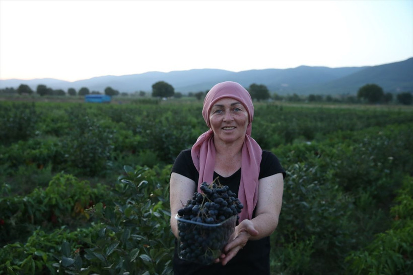 Kadın muhtar "süper meyve"yi köyüne kazandırdı - Resim: 7