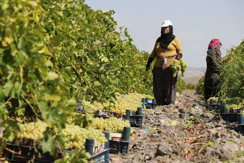 110 bin dekar alanda yetiştirildi, birçok şehre gönderiliyor - Resim: 1