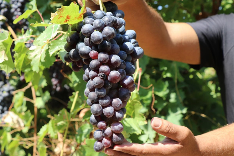 110 bin dekar alanda yetiştirildi, birçok şehre gönderiliyor - Resim: 3