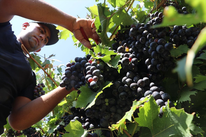 110 bin dekar alanda yetiştirildi, birçok şehre gönderiliyor - Resim: 5