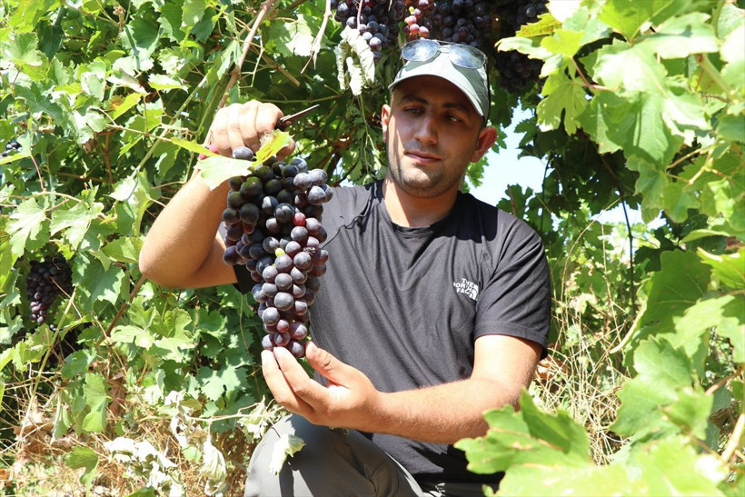 110 bin dekar alanda yetiştirildi, birçok şehre gönderiliyor - Resim: 6