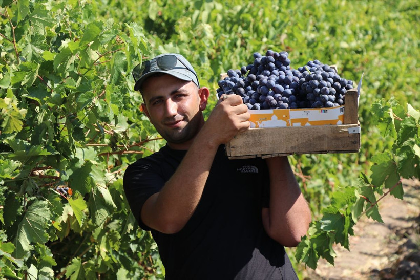 110 bin dekar alanda yetiştirildi, birçok şehre gönderiliyor - Resim: 7