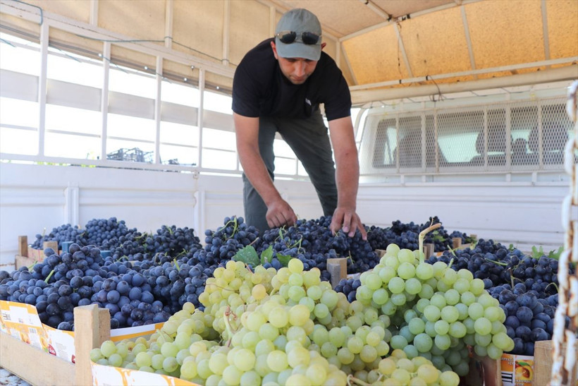 110 bin dekar alanda yetiştirildi, birçok şehre gönderiliyor - Resim: 8