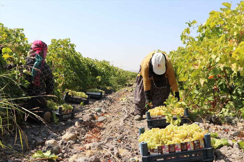 110 bin dekar alanda yetiştirildi, birçok şehre gönderiliyor - Resim: 10