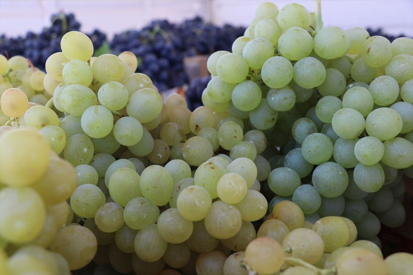 110 bin dekar alanda yetiştirildi, birçok şehre gönderiliyor - Resim: 11