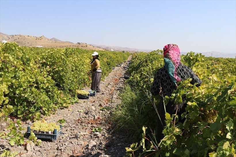 110 bin dekar alanda yetiştirildi, birçok şehre gönderiliyor - Resim: 12