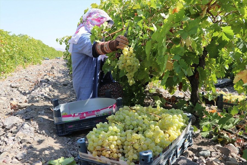 110 bin dekar alanda yetiştirildi, birçok şehre gönderiliyor - Resim: 13