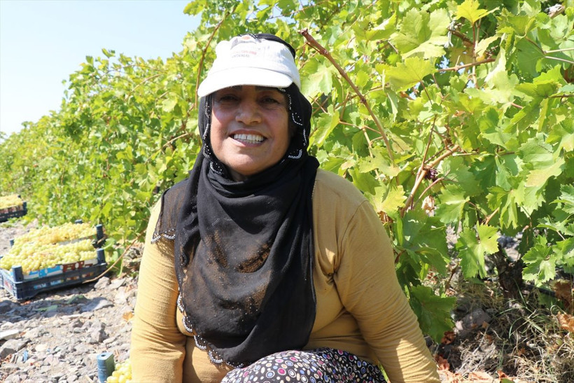 110 bin dekar alanda yetiştirildi, birçok şehre gönderiliyor - Resim: 17